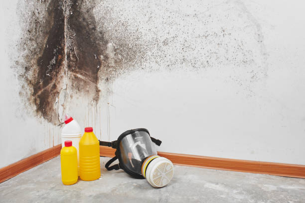  Central, LA Mold Removal Pros