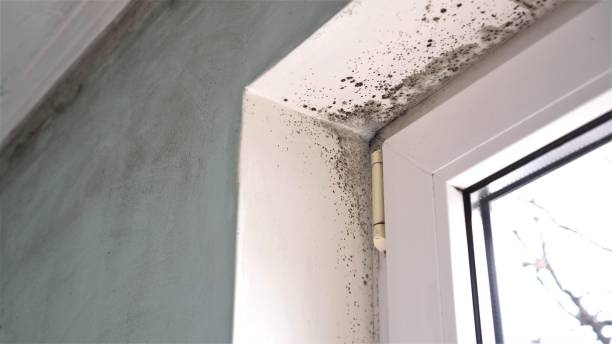 Best Fast Mold Removal  in Central, LA