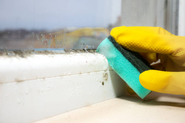 Best Affordable Mold Removal  in Central, LA