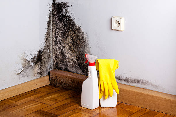 Trusted Central, LA Mold Removal Experts