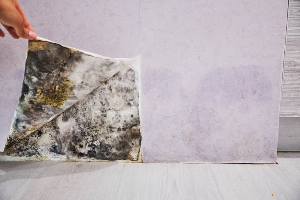 Best Mold Cleaning Services  in Central, LA